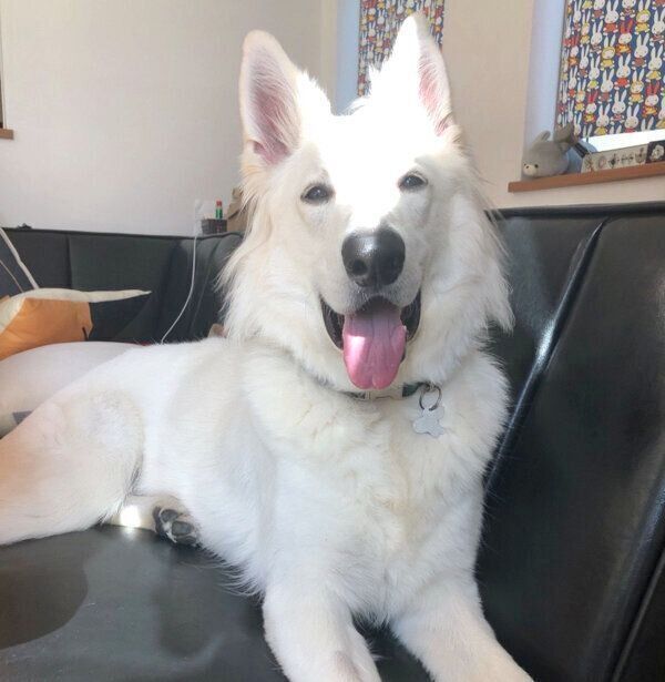 笑顔のモフちゃん