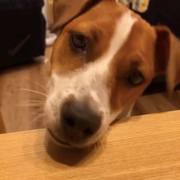 コロッケのかけらがほしいジャック・ラッセル・テリア