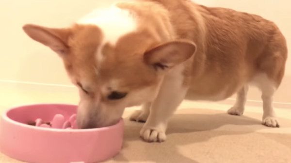 ダイエット中のコーギー