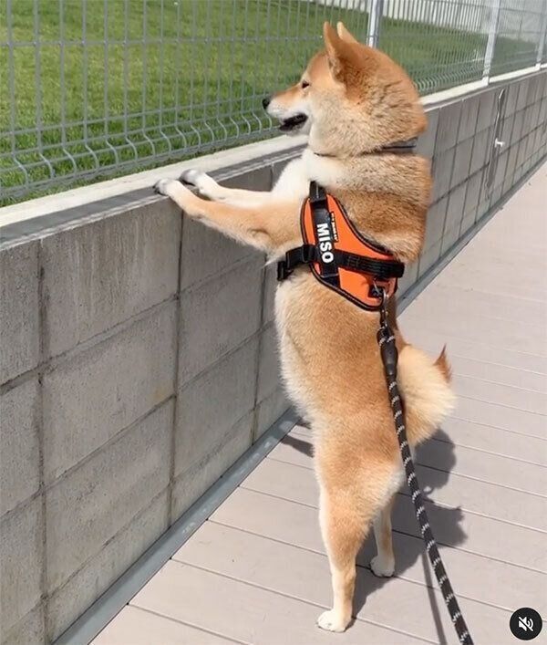 お散歩中の味噌ちゃん