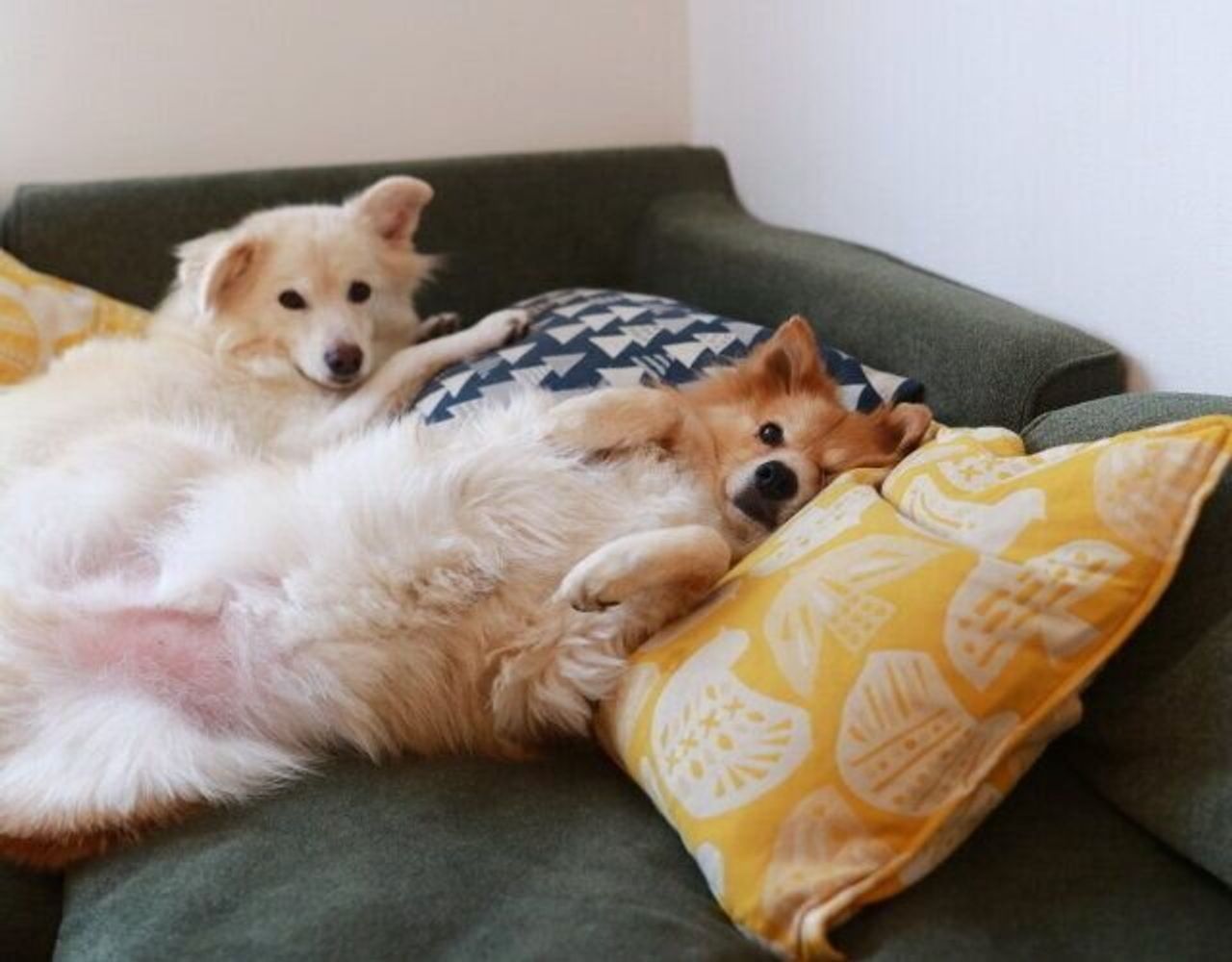 犬の観察力 穴澤賢の犬のはなし いぬのきもちweb Magazine 犬の観察力 穴澤賢の犬のはなし いぬのきもちweb Magazine