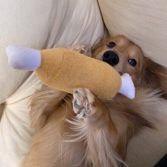 おもちゃで遊ぶダックスフンド