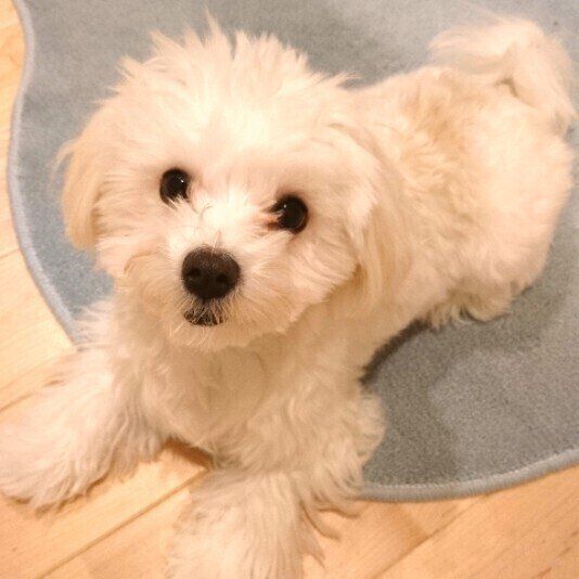 ふせをするマルチーズの小白くん