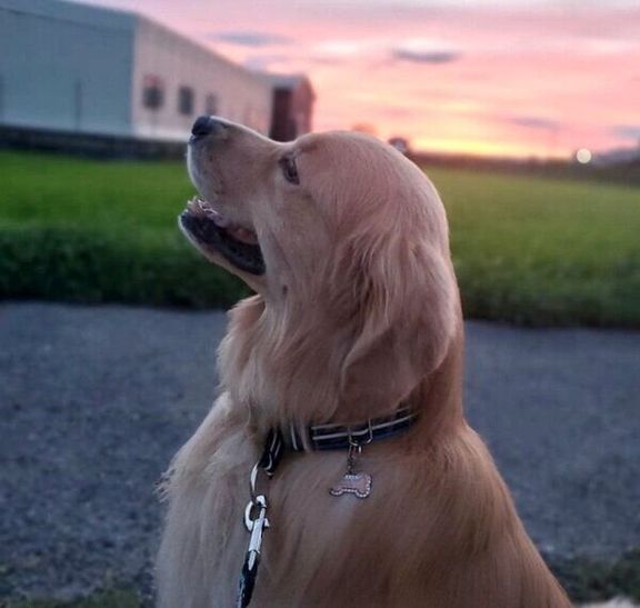 空を見上げるアランくん