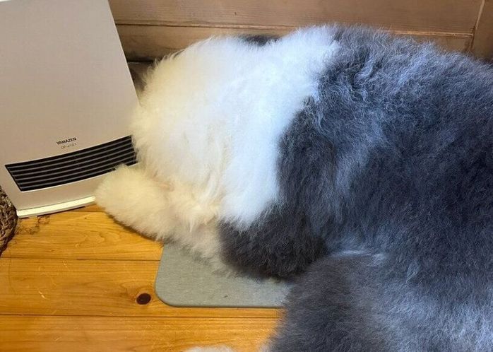 生後2カ月のときから、拗ねるとヒーターの後ろに隠れていたむぅむぅくん