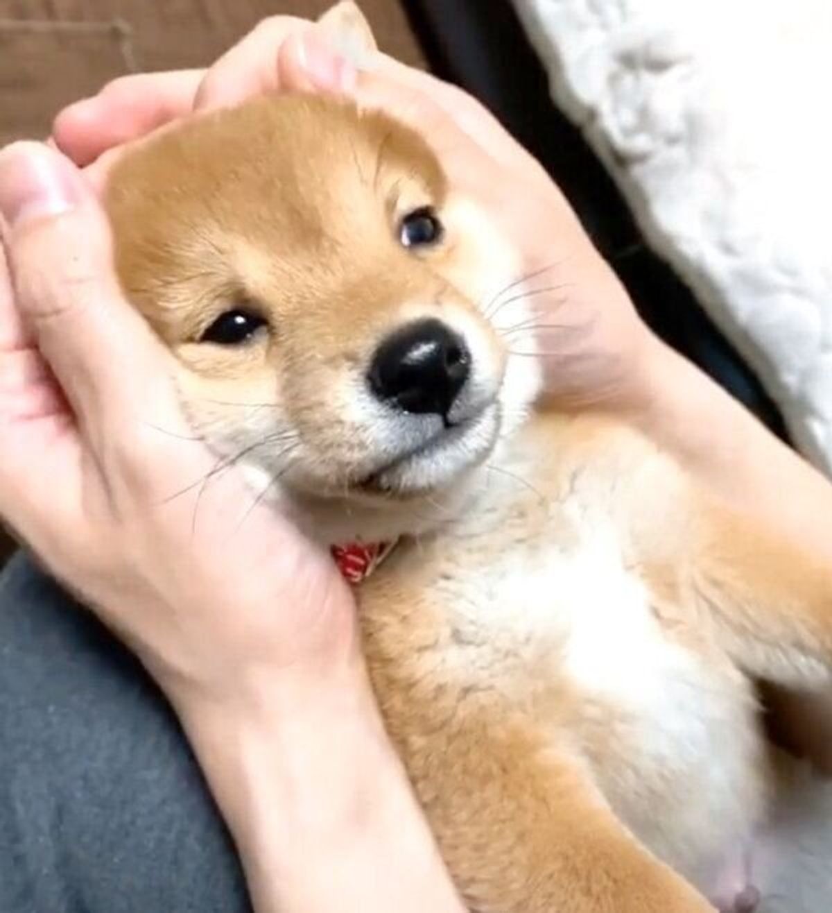 思わず 可愛い と心の声が漏れる 豆柴の赤ちゃんが飼い主とワチャワチャする姿に悶絶 いぬのきもちweb Magazine 思わず 可愛い と心の声が漏れる 豆柴の赤ちゃんが飼い主とワチャワチャする姿に悶絶 いぬのきもちweb Magazine