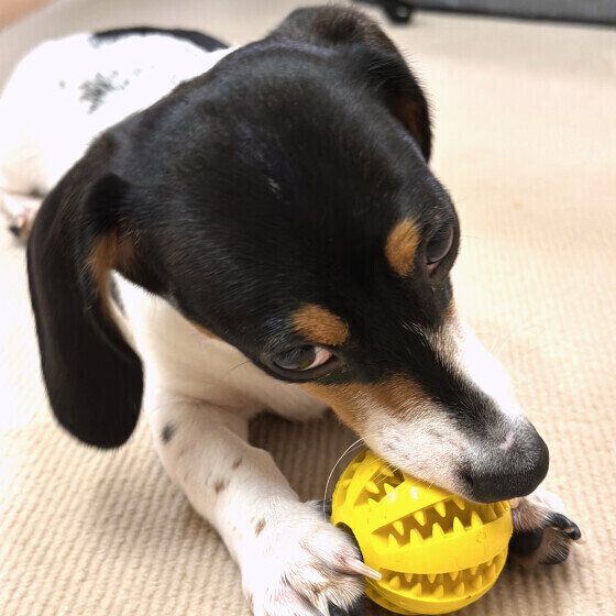 ミニチュア・ダックスフンドのるんたくん