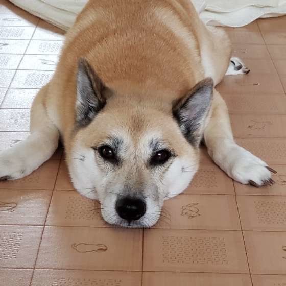 伏せをする柴犬