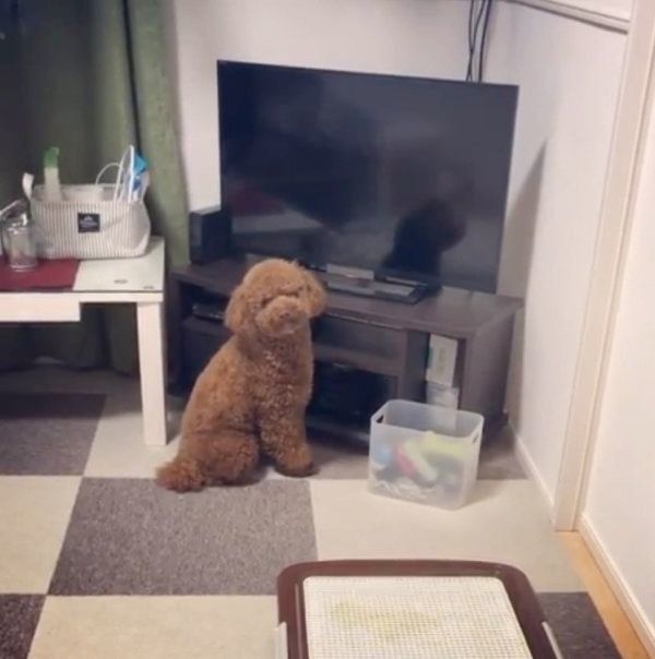 テレビの中の自分を見つめるトイ・プードル