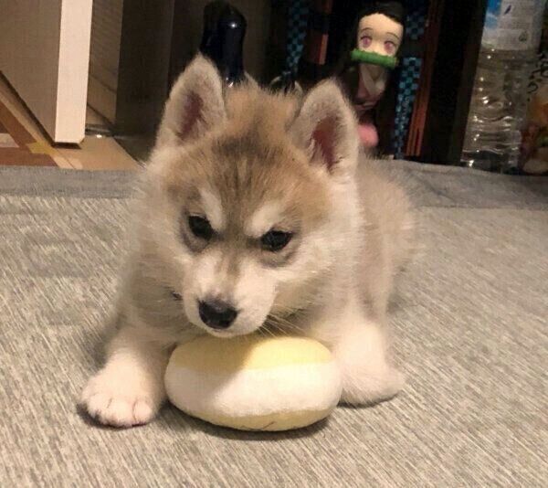 お迎えした頃のみぞれちゃん