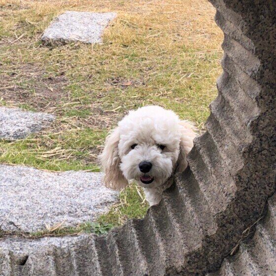 かくれんぼうするトイプードル