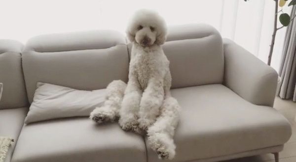 座り方が独特なスタンダードプードル