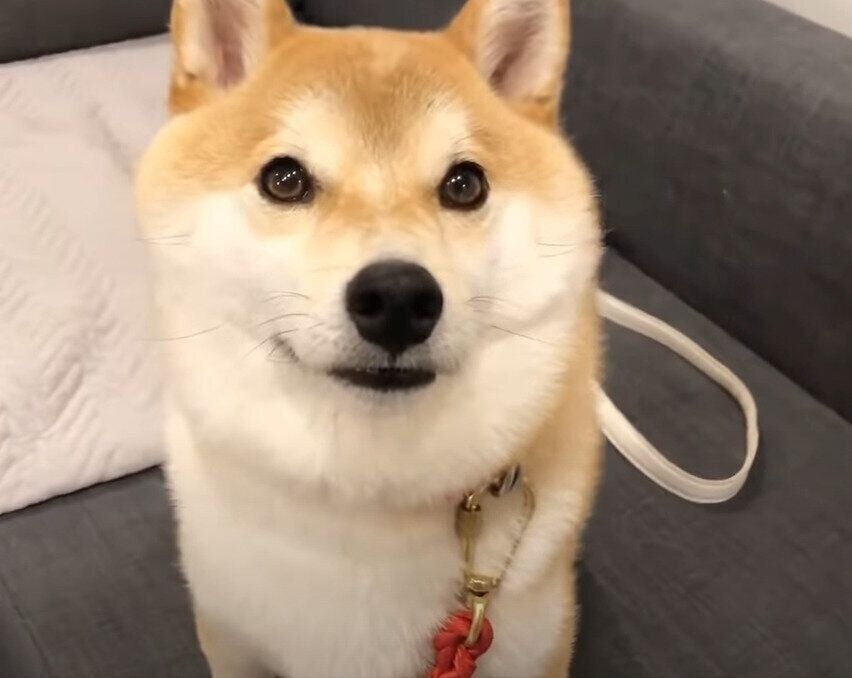 leica d-lux8 【柴犬こてつ】 柴犬こてつ様 専用 leica d-lux8 【柴犬こてつ様 専用】