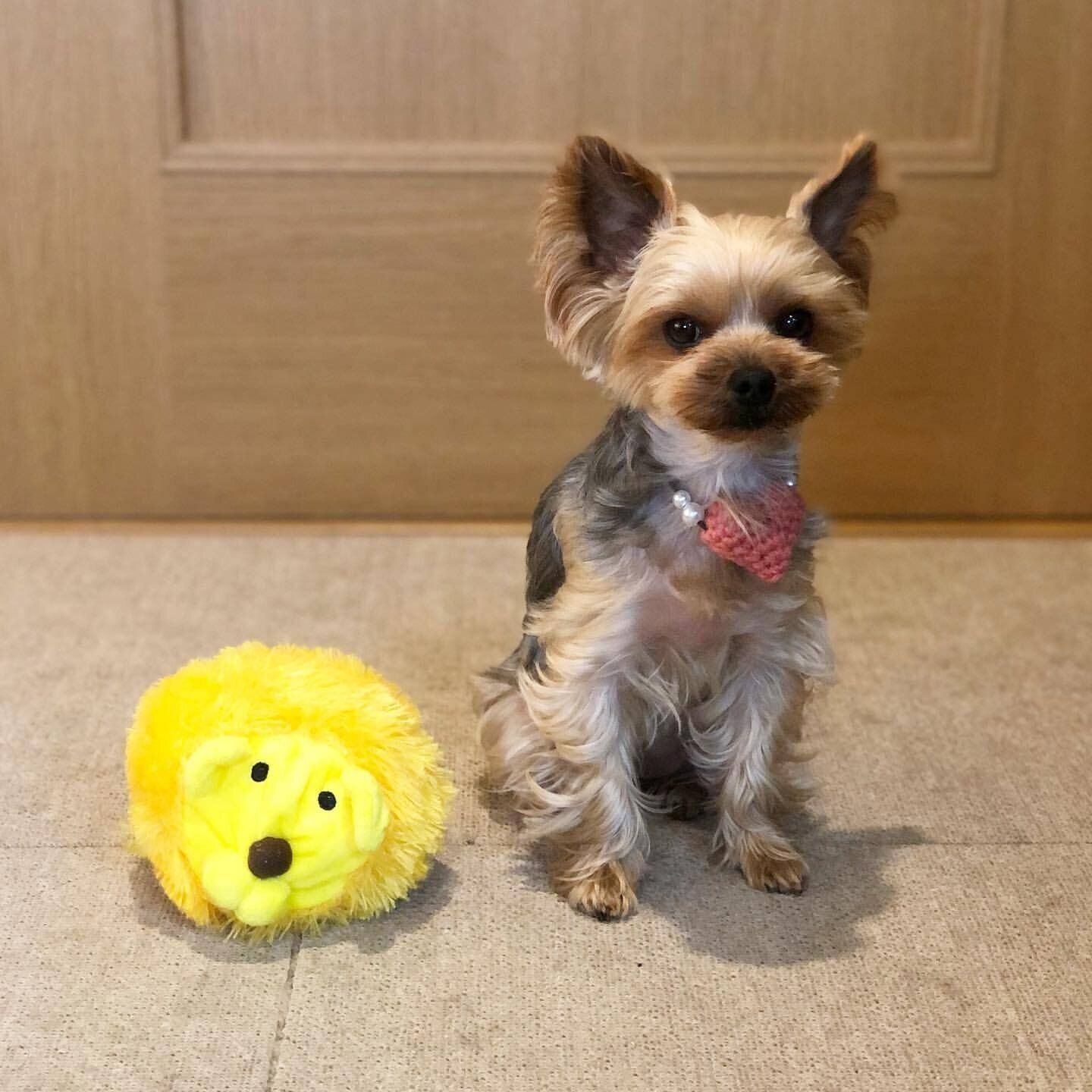 ヨークシャーテリアのあんずちゃん