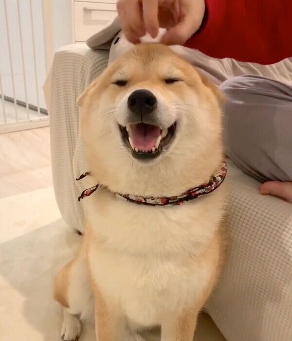 ナデナデしてもらってご満悦な味噌ちゃん