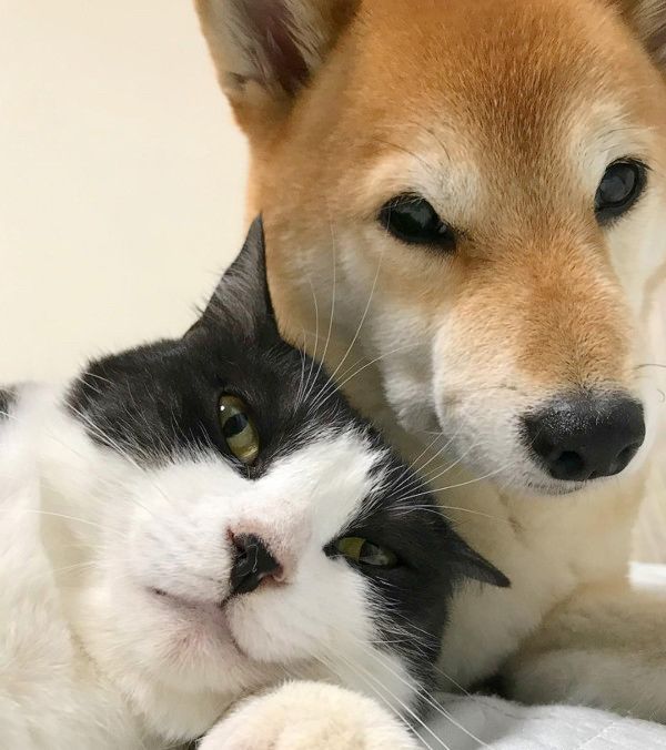同居猫が大好きな犬