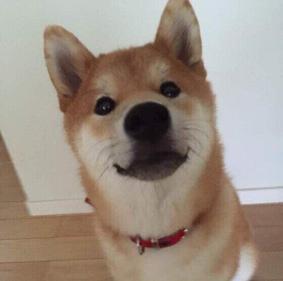 黒いおヒゲがはっきりとみえます