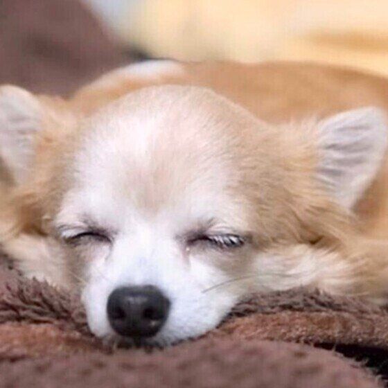 チワワのしぇる（チコ）♪ちゃん