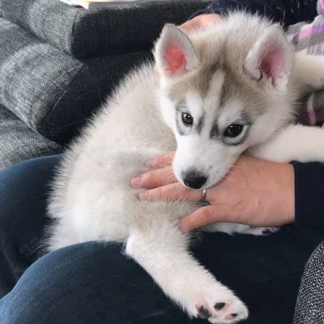 甘えんぼう犬 の行動にキュン 注意したい接し方も いぬのきもちweb Magazine 甘えんぼう犬 の行動にキュン 注意したい接し方も いぬのきもちweb Magazine