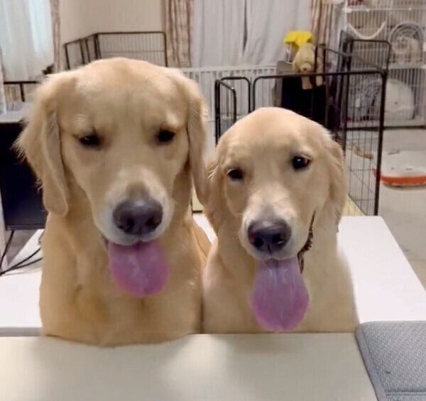 ぷぅちゃんとつゆちゃん