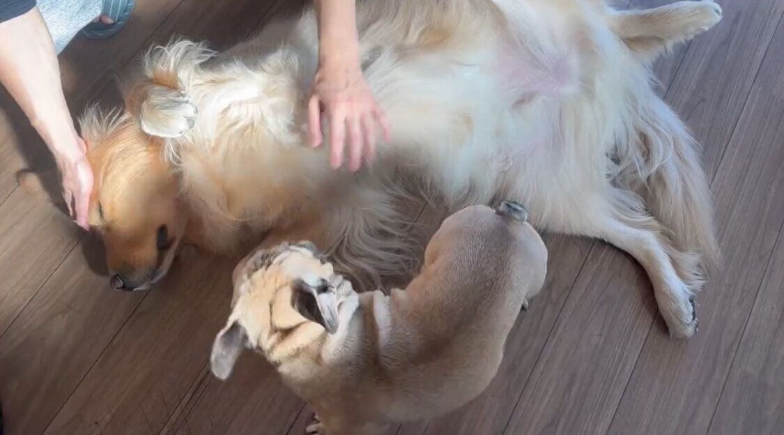 （写真上から）兄犬・ぽち丸くん、弟犬・ぷー助くん