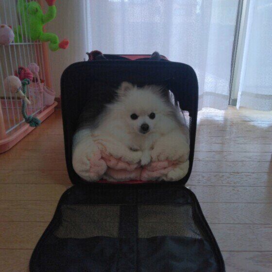 めるも  朝になっても出てこないポメラニアン