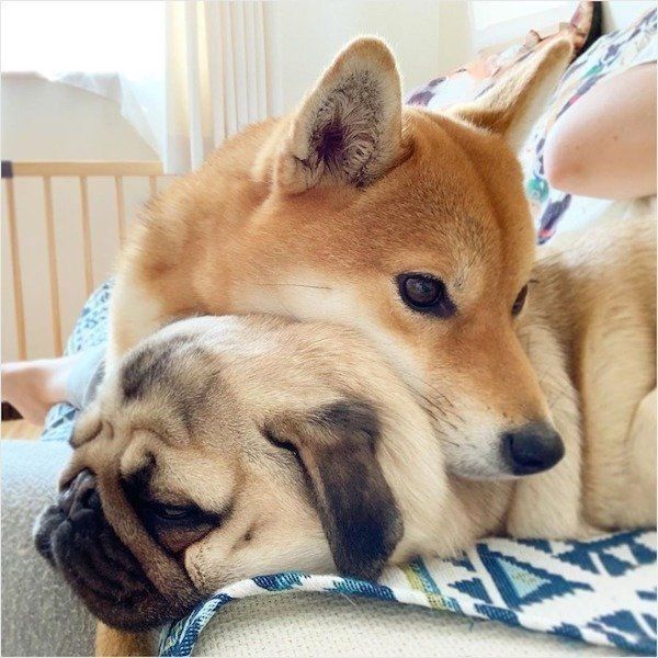 暑くてもくっつく柴犬とパグ