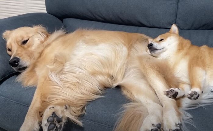 ゴールデン・レトリーバーのおしりを枕にする柴犬