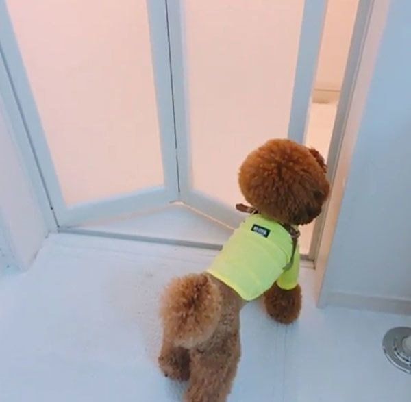 お風呂を覗くトイ・プードル