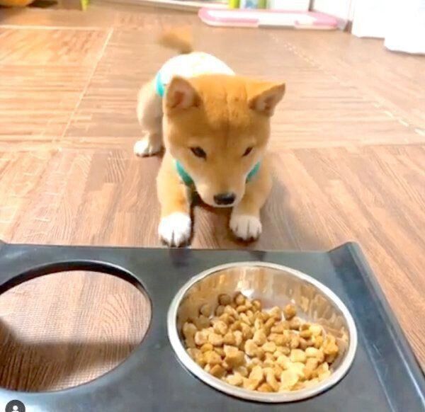 マテをするうにくん