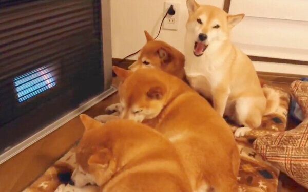 ストーブの前を占領する柴犬一家