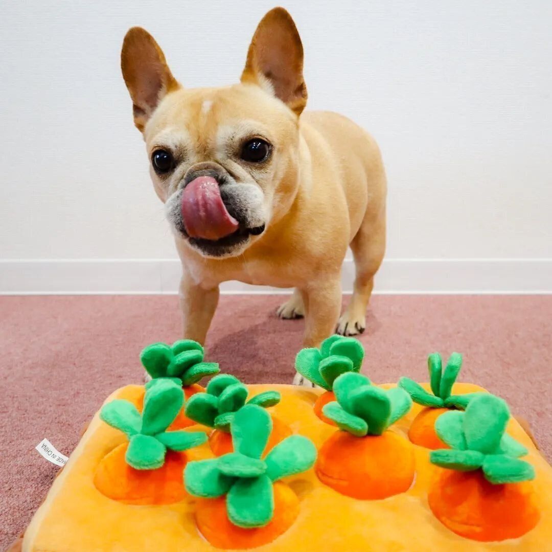 フレンチ・ブルドッグのしし丸ちゃん