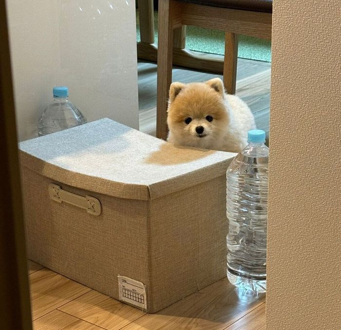 トイレ中の飼い主さんをのぞくぬーくん