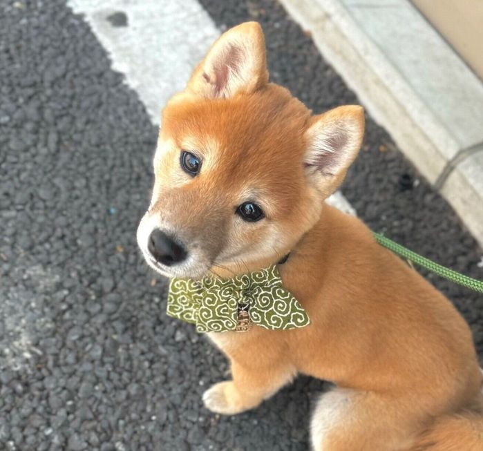 見つめてくるちゃむくん