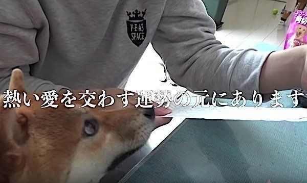 恋みくじをひく柴犬