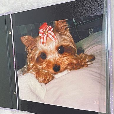 Ｈさんの愛犬真深ちゃん（メス・享年13才／ヨークシャー・テリア）