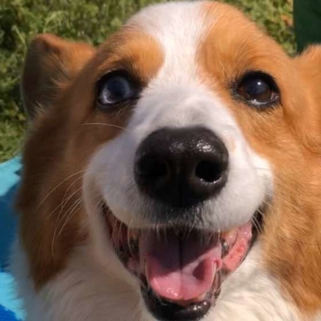 やんちゃな時期を過ぎたら吠えなくなる は間違い 犬の年齢別の対応は いぬのきもちweb Magazine やんちゃな時期を過ぎたら吠えなくなる は間違い 犬の年齢別の対応は いぬのきもちweb Magazine