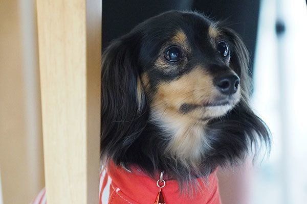 愛犬が急にテレビの音に驚くように 原因とは 専門家が解説 いぬのきもちweb Magazine