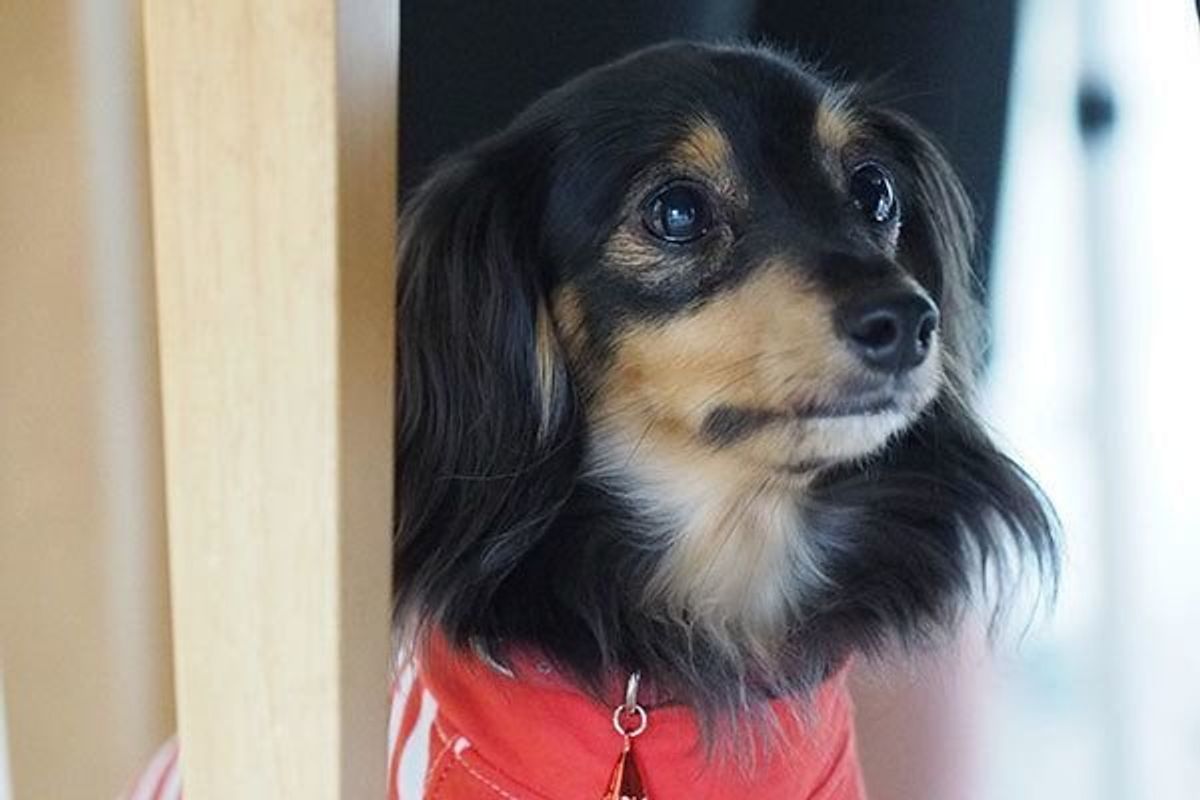 愛犬が急にテレビの音に驚くように 原因とは 専門家が解説 いぬのきもちweb Magazine 愛犬が急にテレビの音に驚くように 原因とは 専門家が解説 いぬのきもちweb Magazine