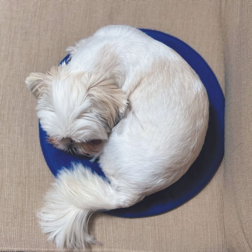 ぷーこちゃん（メス・２才／ 3.8㎏／ミックス）