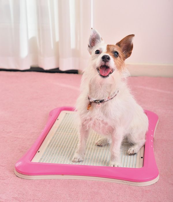 オシッコチェッカー 犬の写真