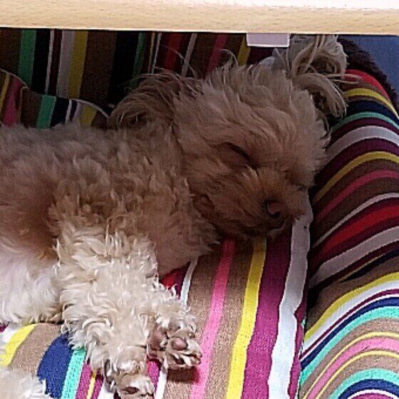 小型犬MIXの茶豆