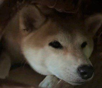 まったりしている柴犬