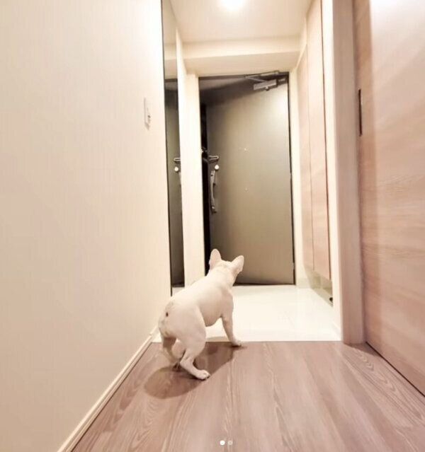 パパさんの帰宅を待つやまわきちゃん