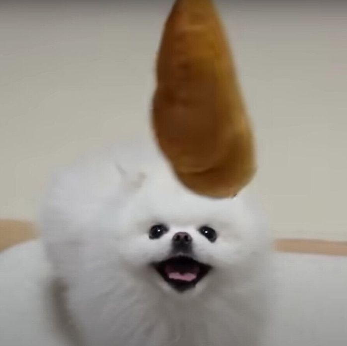 パンのおもちゃをみつめるマヨちゃん