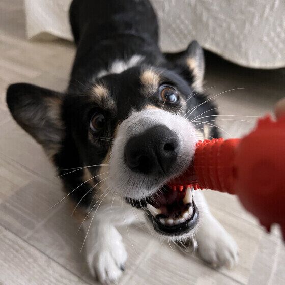 犬が家の中を急に走り回る理由と対処法 室内を猛ダッシュで走る・暴れ出すときの対応は？ いぬのきもち