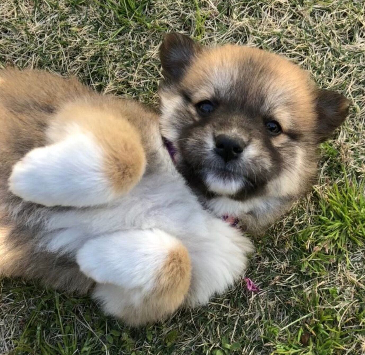 生後2カ月のころのチャロちゃん
