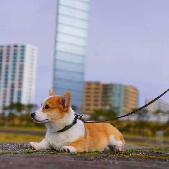 ウェルシュ・コーギー・ペンブローク