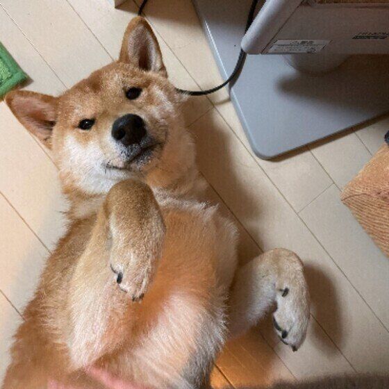 柴犬