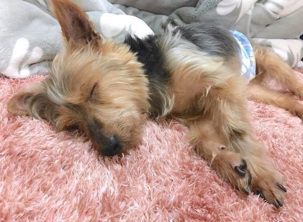 元保護犬・サブレくん